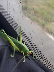 Neoconocephalus subulatus