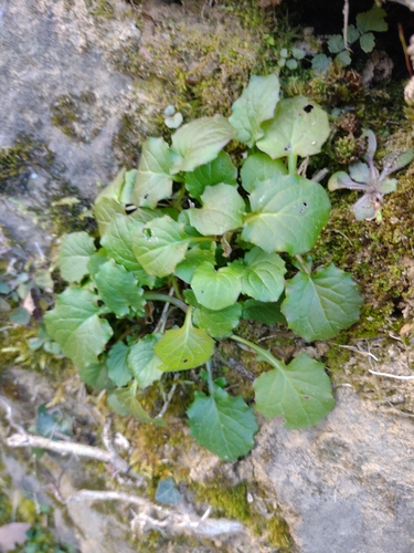 Foto de Lampsana-verdadeira