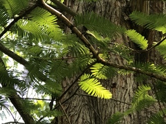 Metasequoia