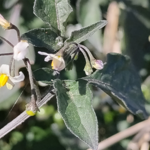 Foto de Pimenta-de-galinha
