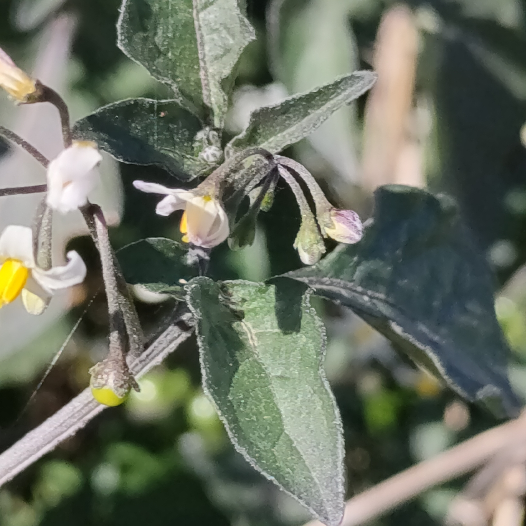 Imagem de Pimenta-de-galinha