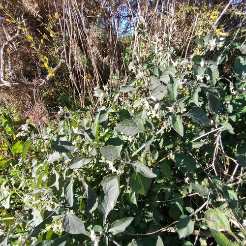 Foto de Pimenta-de-galinha