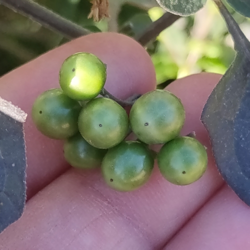 Foto de Pimenta-de-galinha