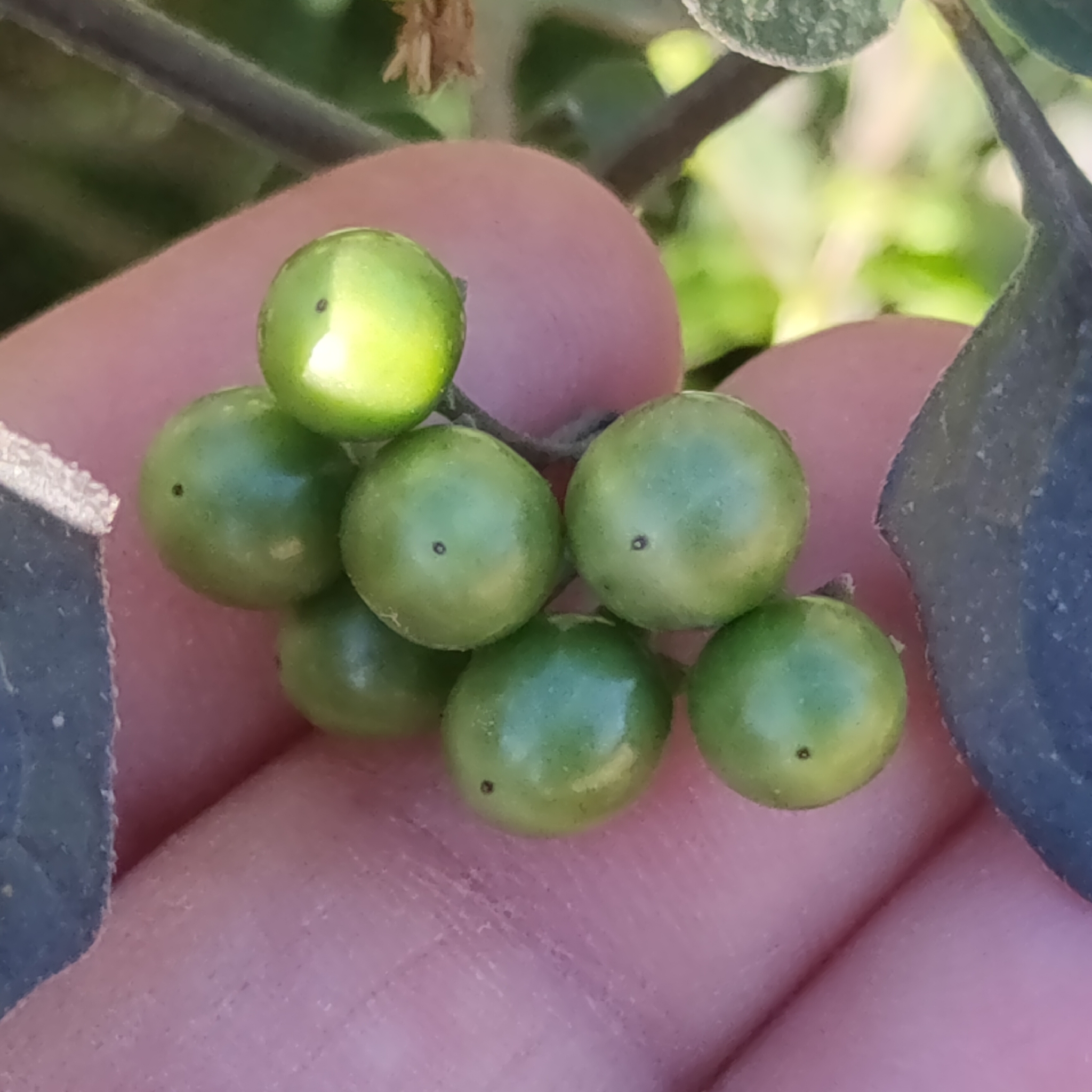 Imagem de Pimenta-de-galinha