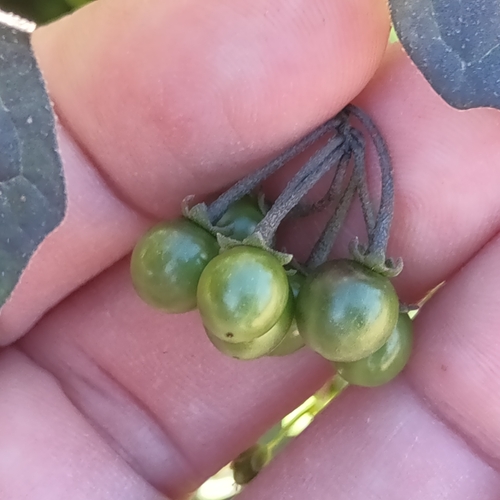 Foto de Pimenta-de-galinha