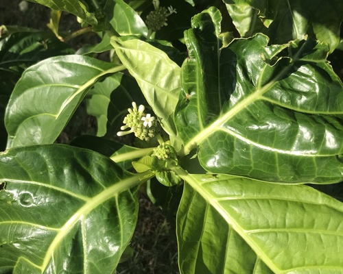 Foto de Noni