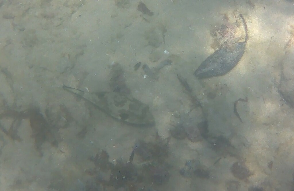 Narrow-lined toadfish