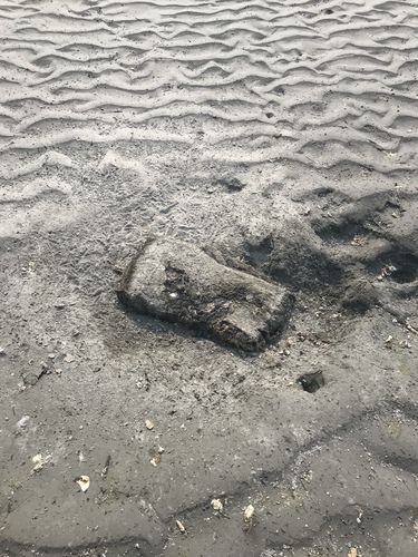 Grey Whale photographed in Alaska