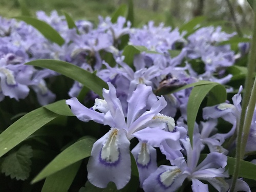 Iris cristata