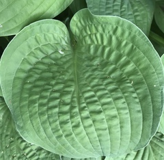 Hosta ventricosa