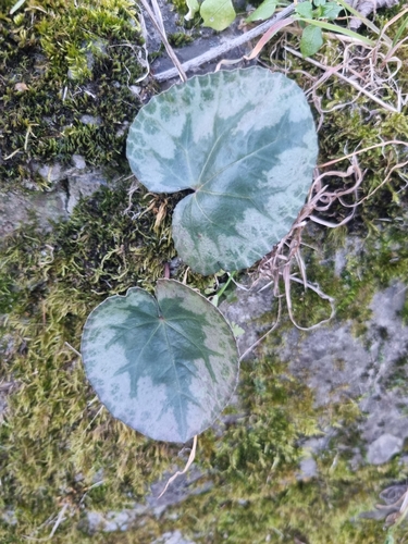 Foto de Ciclame