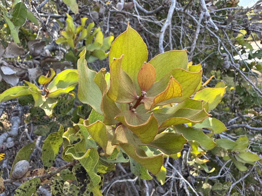 Hakea elliptica; photograph (c) Caleb Catto, some rights reserved (CC BY)