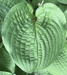 Hosta ventricosa
