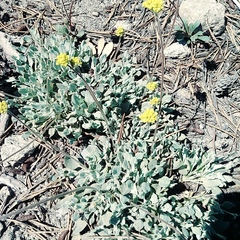 Eriogonum marifolium