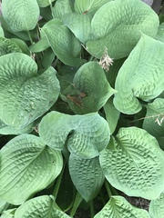 Hosta ventricosa