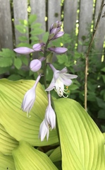 Hosta ventricosa