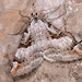 Aplocera praeformata - Photo (c) Paolo Mazzei,  זכויות יוצרים חלקיות (CC BY-NC), הועלה על ידי Paolo Mazzei
