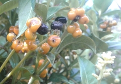 Palicourea boqueronensis