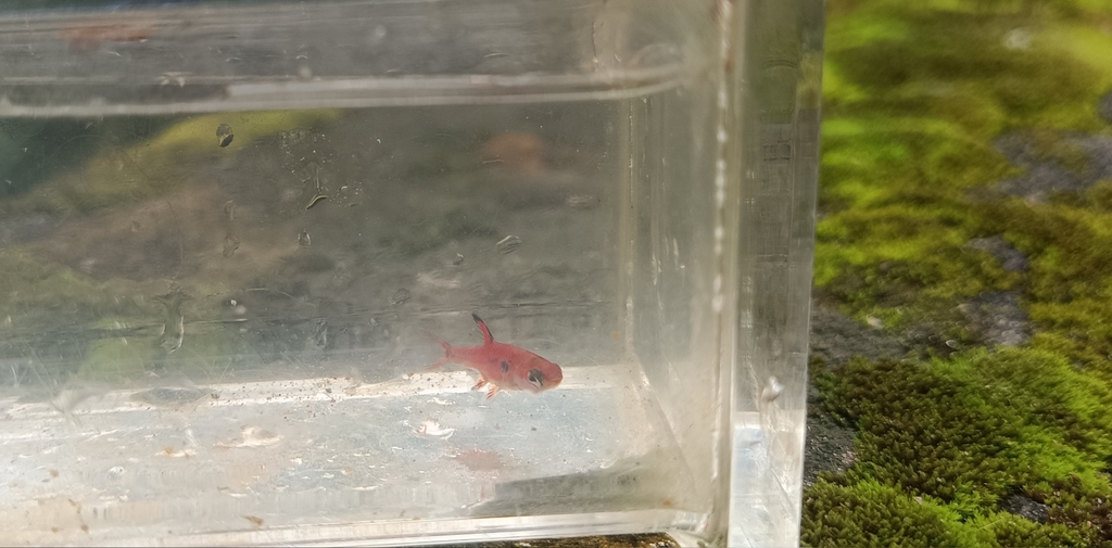 Dwergrasbora (Boraras maculatus) — Cyprinidae