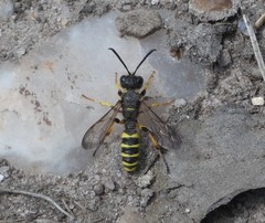 Cerceris arenaria