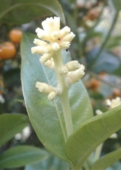 Palicourea boqueronensis