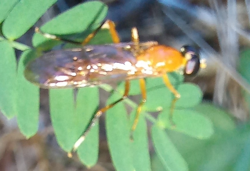 Thin Soldierfly