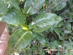 Palicourea boqueronensis