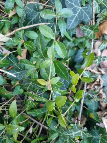 Pervinca
