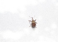 Anthonomus quadrigibbus