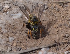 Cerceris arenaria