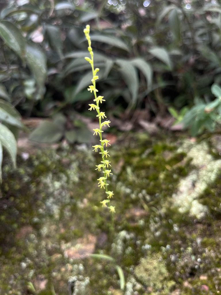 Herminium