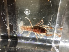 Fallicambarus houstonensis