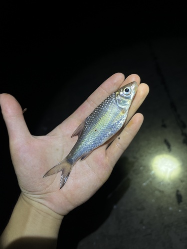 Shan barb (Poropuntius shanensis) — Cyprinidae