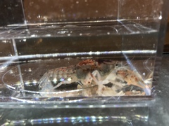 Fallicambarus houstonensis