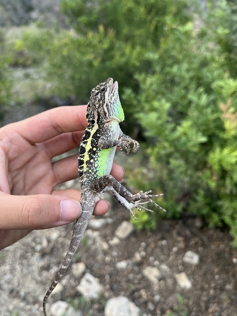 Yulong Mountain Agama