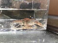 Fallicambarus houstonensis