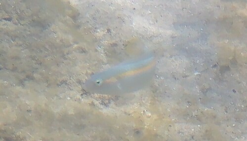 Halichoeres zeylonicus observed 2024-12-31