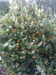 Palicourea boqueronensis