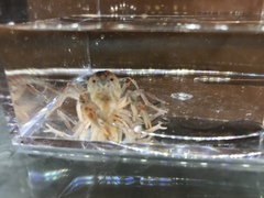Fallicambarus houstonensis