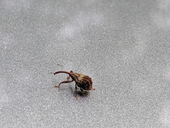 Anthonomus quadrigibbus