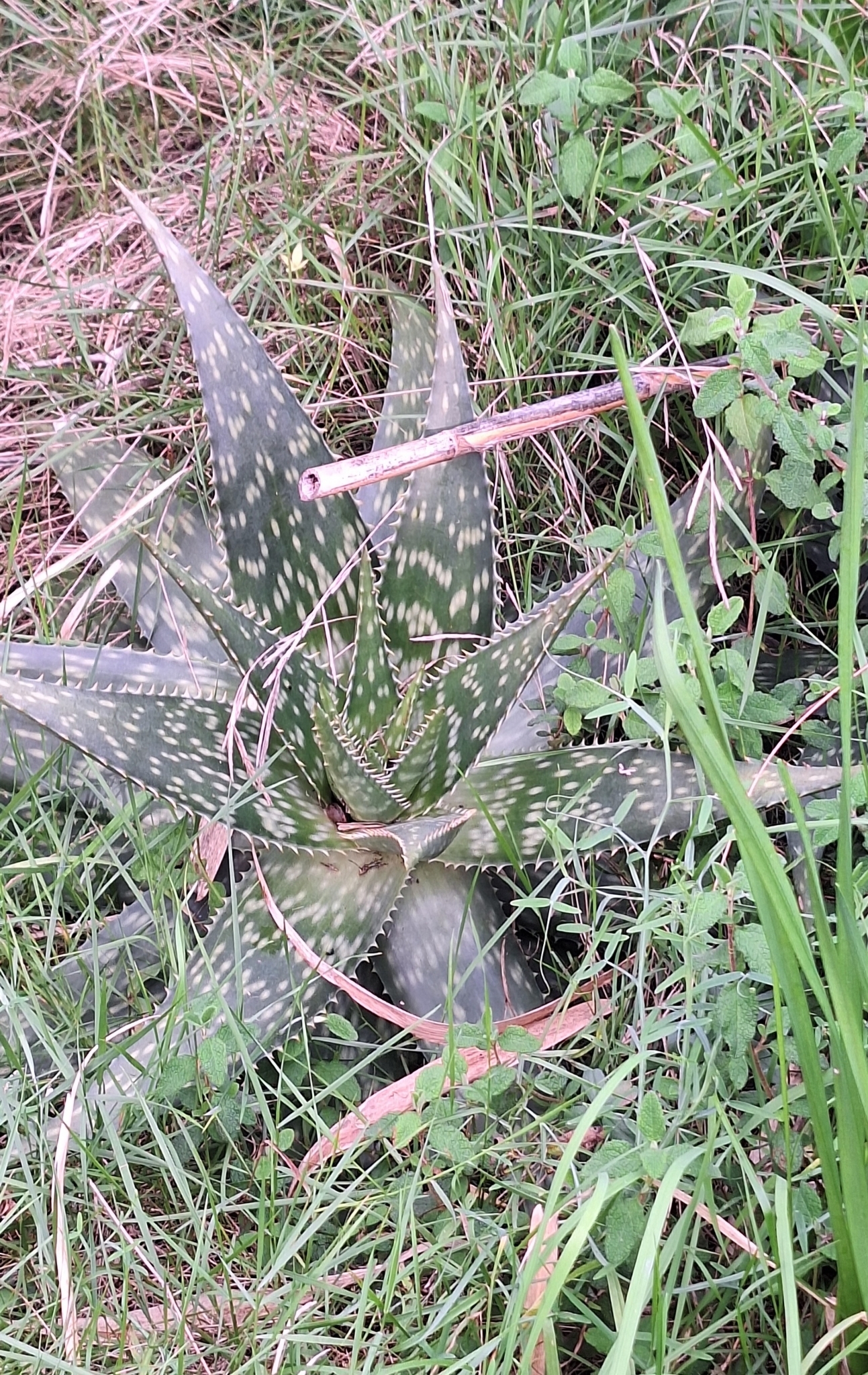 Imagem de Babosa-de-pavão