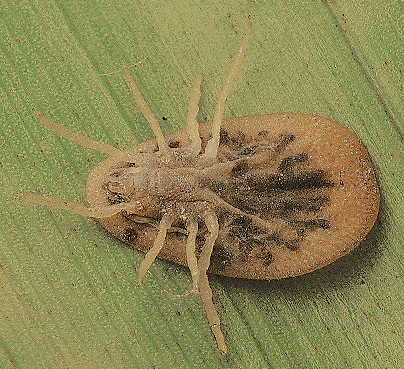 Argas Latreille, 1795