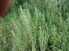 Artemisia umbrosa