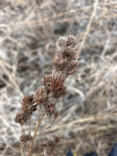Lespedeza capitata