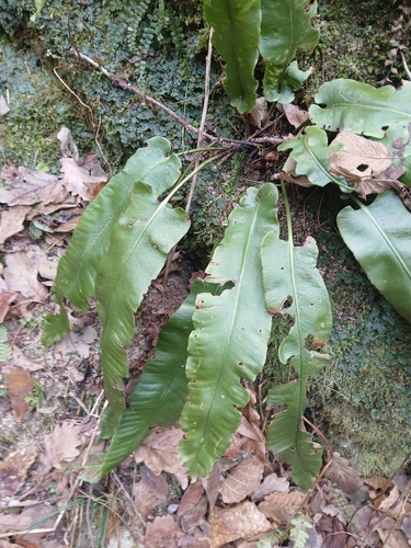 Língua-de-veado
