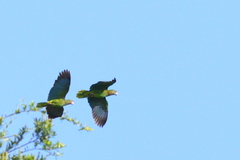 Amazona arausiaca