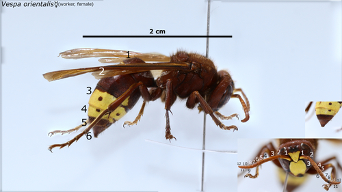 Oriental Hornet, İzmir, Türkiye, photo 7 of 10