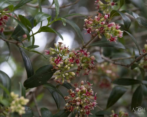 Olinia emarginata Burtt Davy