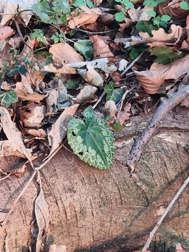 Foto de Ciclame
