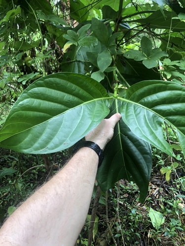 Foto de Noni